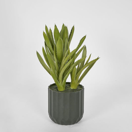 Potted Aloe Leaves Sml 30Cm