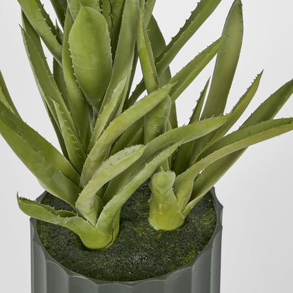 Potted Aloe Leaves Sml 30Cm