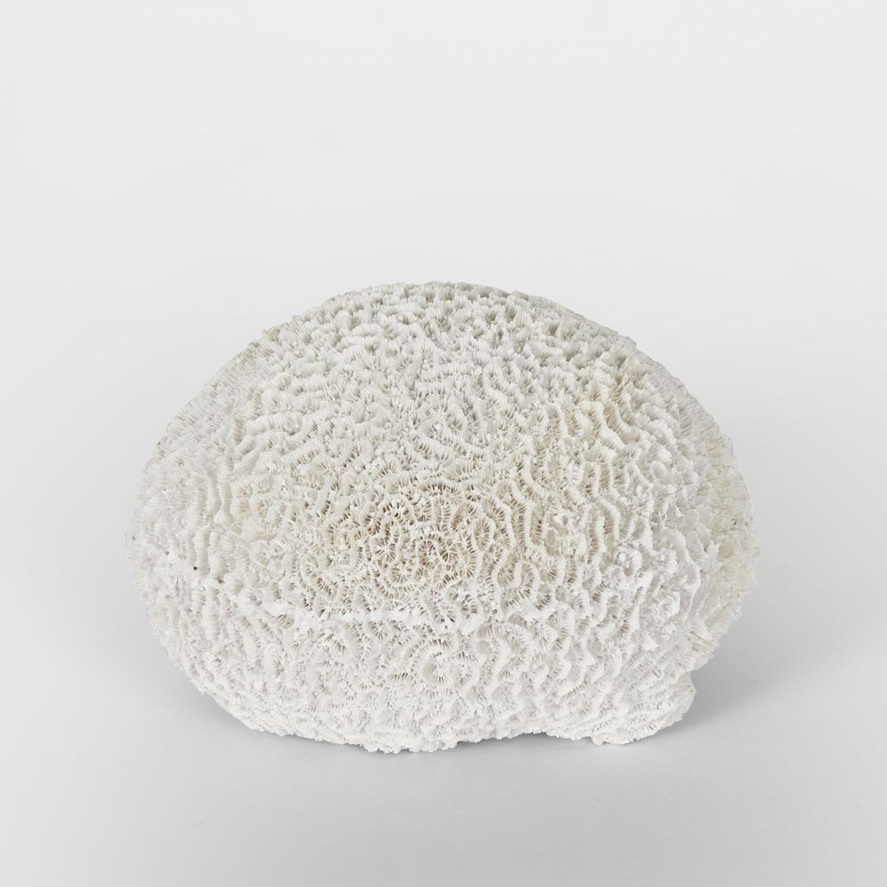 Cove White Sea Urchin 17X18X12Cm