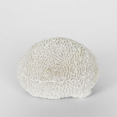 Cove White Sea Urchin 17X18X12Cm