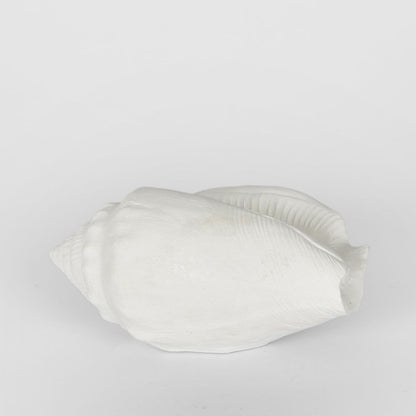 Shore White Sea Snail 20X11X9Cm