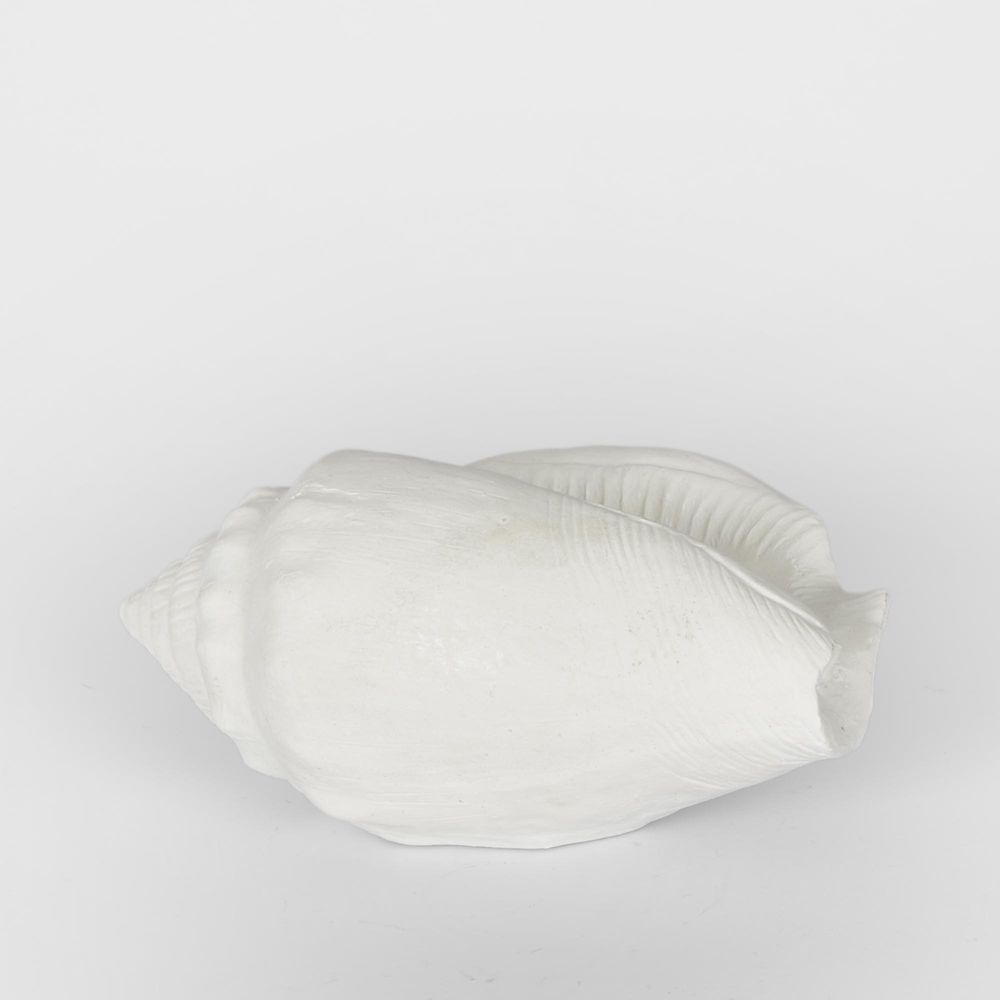 Shore White Sea Snail 20X11X9Cm