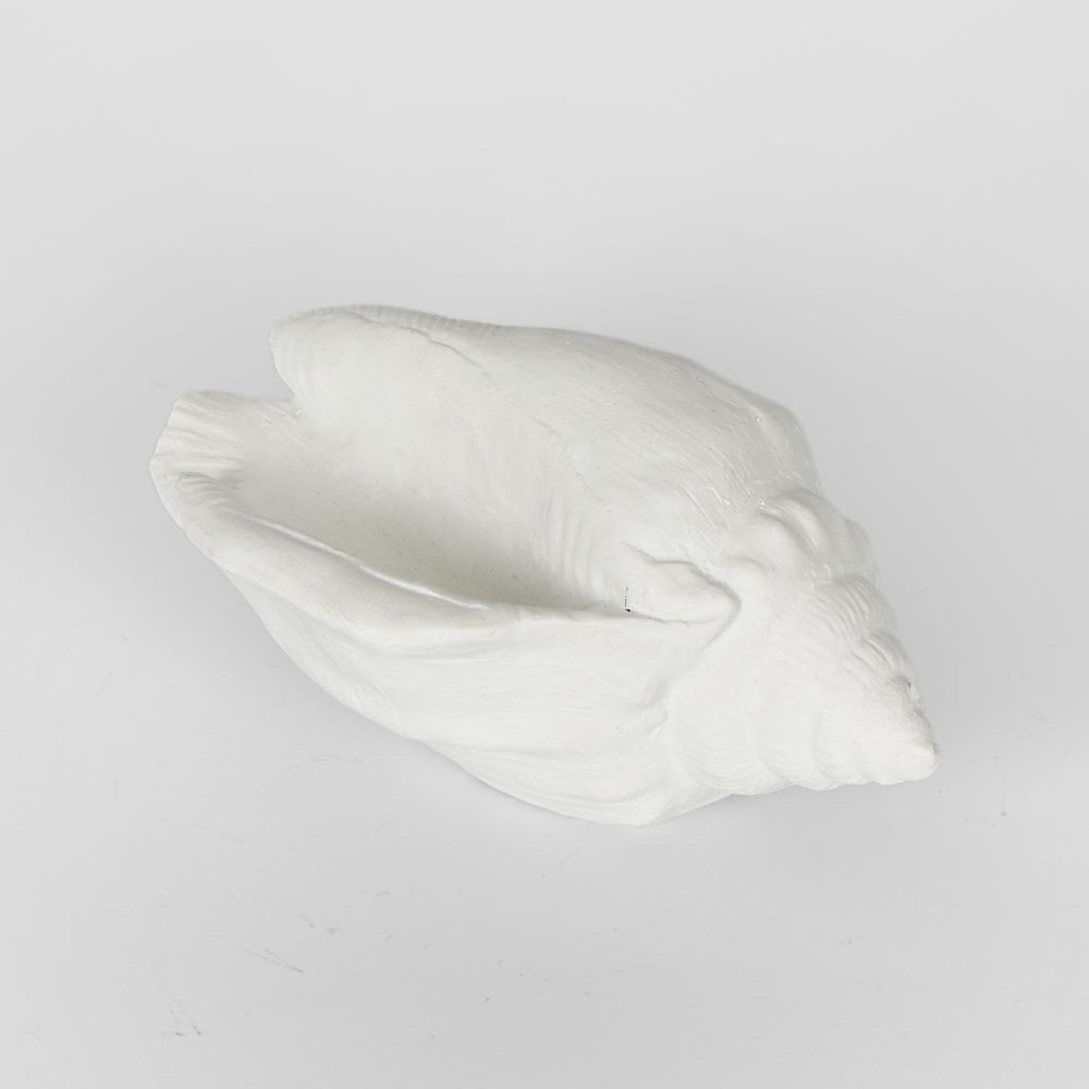 Shore White Sea Snail 20X11X9Cm