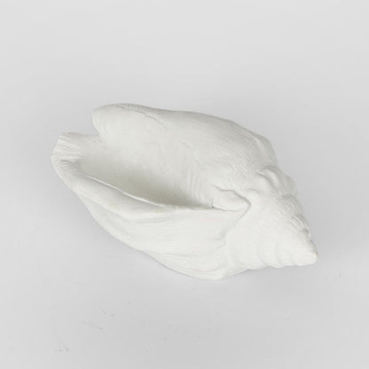 Shore White Sea Snail 20X11X9Cm