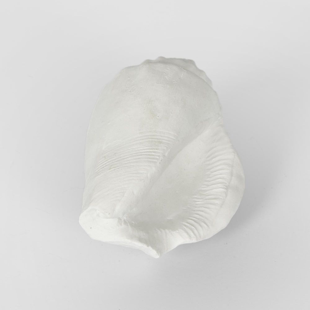 Shore White Sea Snail 20X11X9Cm