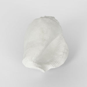 Shore White Sea Snail 20X11X9Cm