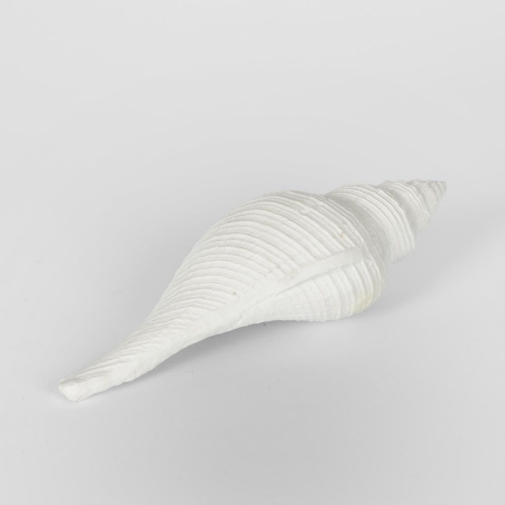 Sara White Sea Snail 23X8X7Cm