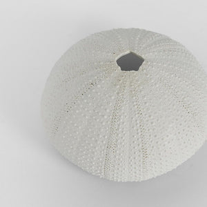 Susie White Sea Urchin 9X9X4.5Cm