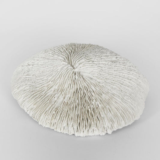 Sofi White Sea Urchin 19X17X5Cm