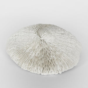 Sofi White Sea Urchin 19X17X5Cm