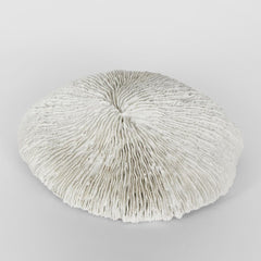 Sofi White Sea Urchin 19X17X5Cm