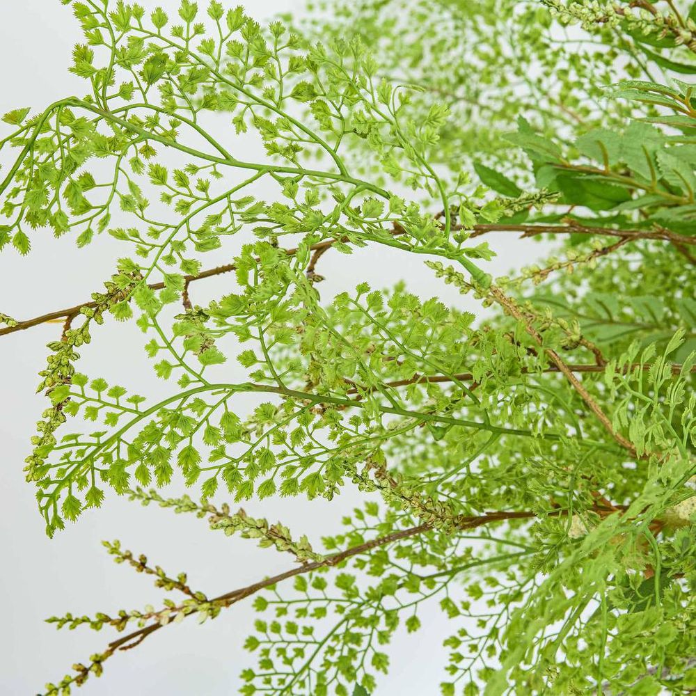 Maidenhair Fern Root Spray