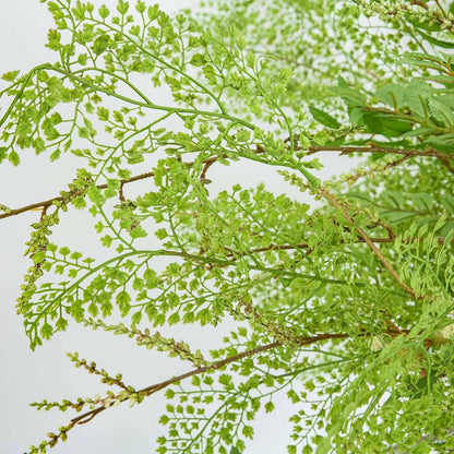 Maidenhair Fern Root Spray