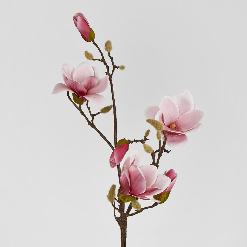 Magnolia With Full Blooms Pink