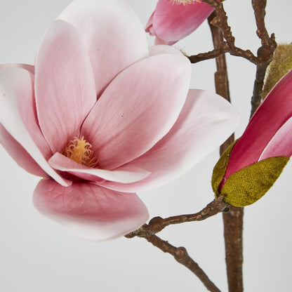 Magnolia With Full Blooms Pink