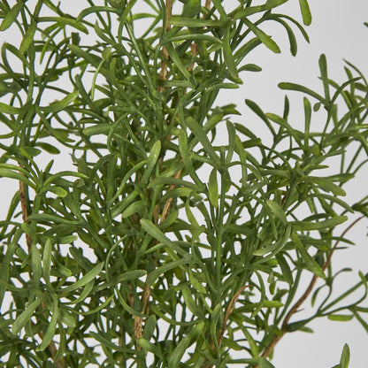 Rosemary Spray