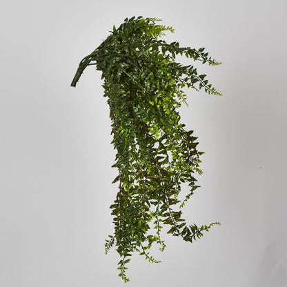 Hanging Bakers Fern