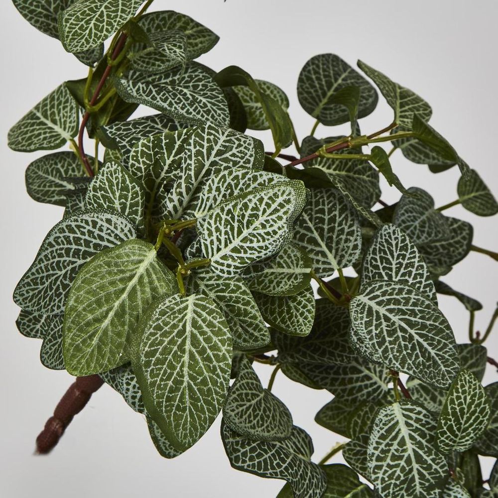 Fittonia Hanging Bush X 9