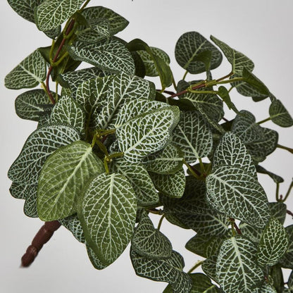 Fittonia Hanging Bush X 9