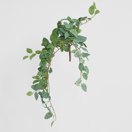 Fittonia Hanging Bush X 9