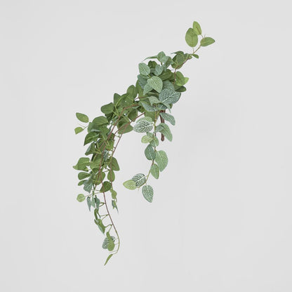 Fittonia Hanging Bush X 9