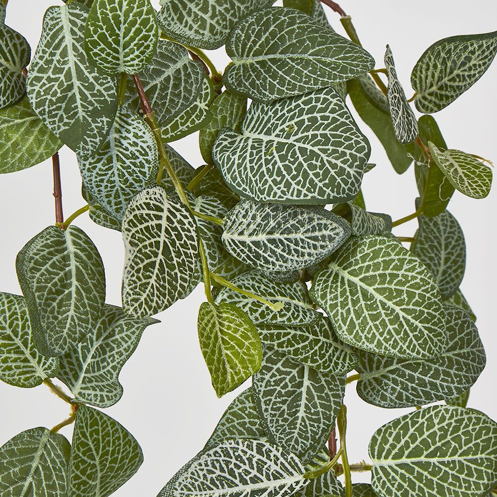 Fittonia Hanging Bush X 9