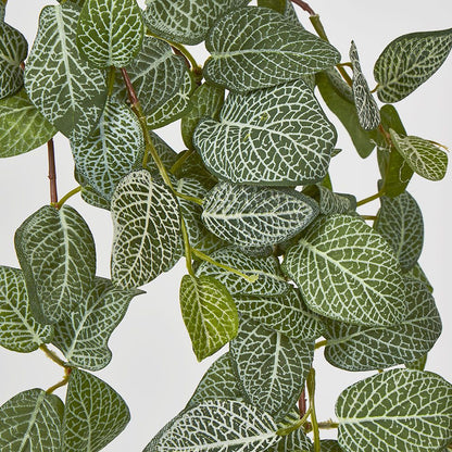 Fittonia Hanging Bush X 9