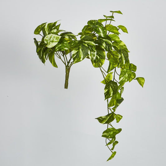 Marble Pothos Hanging Bush X 8 79 Leaves