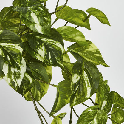 Marble Pothos Hanging Bush X 8 79 Leaves