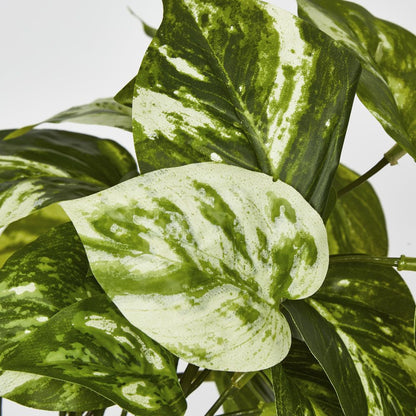 Marble Pothos Hanging Bush X 8 79 Leaves