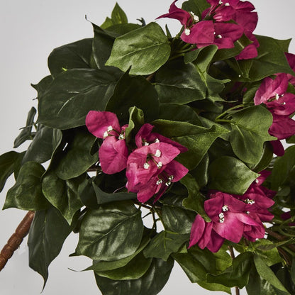 Bougainviilea Hanging Bush X 12