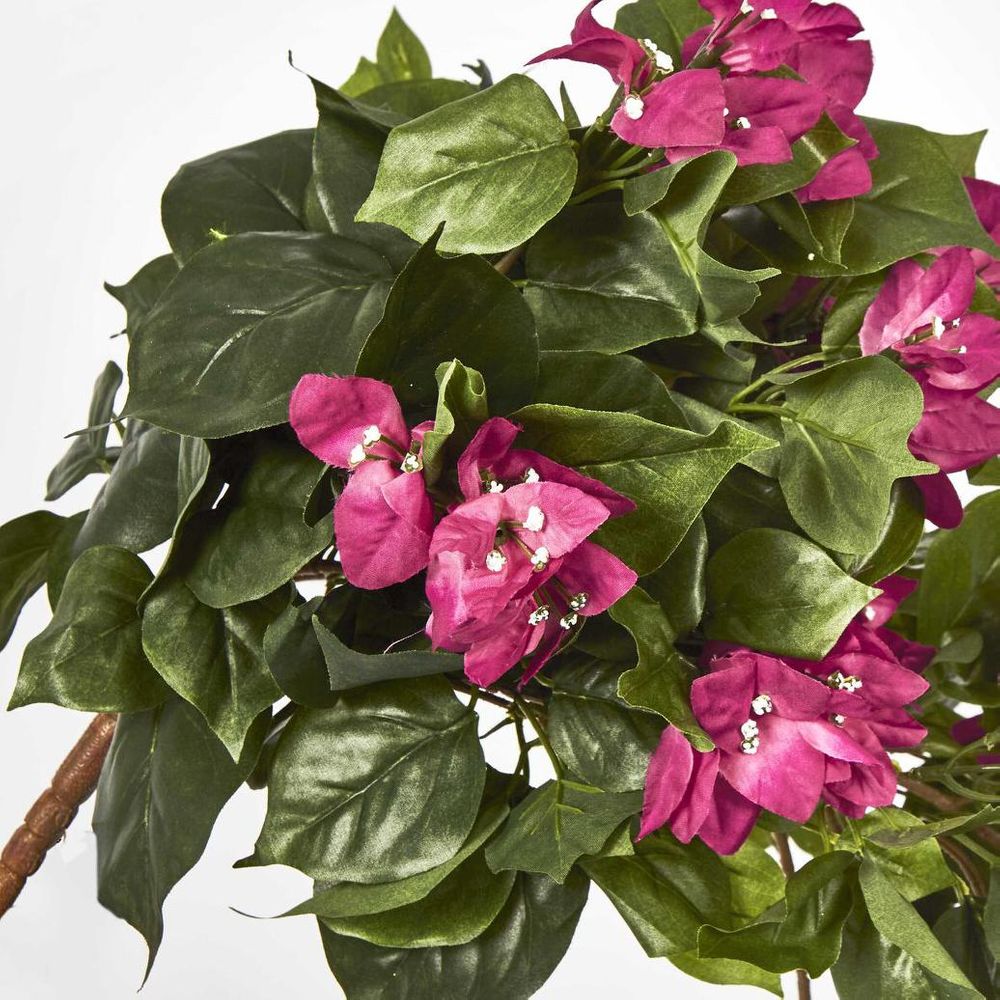 Bougainviilea Hanging Bush X 12