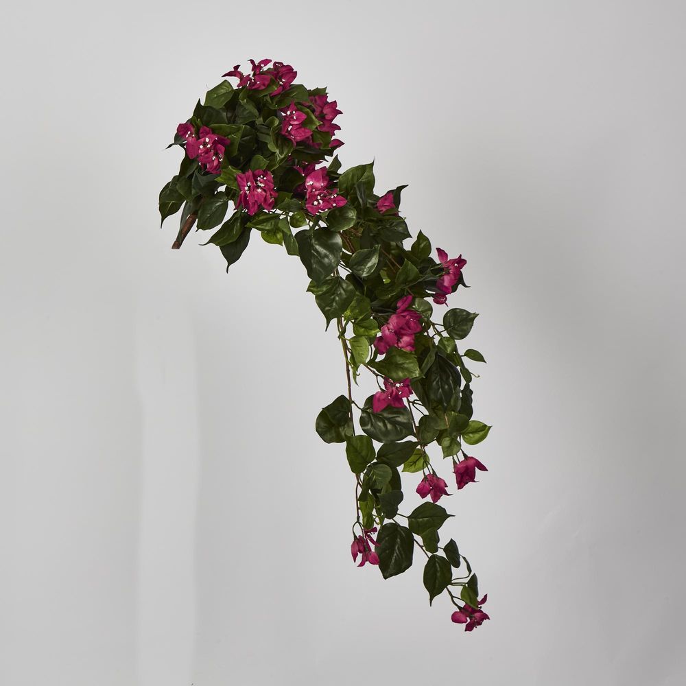 Bougainviilea Hanging Bush X 12