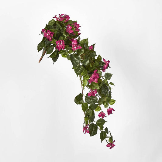 Bougainviilea Hanging Bush X 12