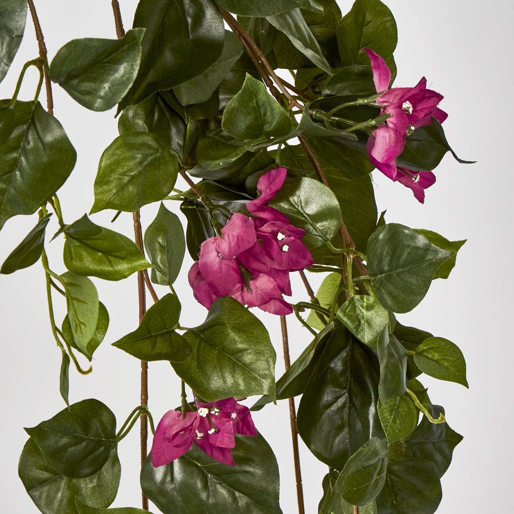 Bougainviilea Hanging Bush X 12