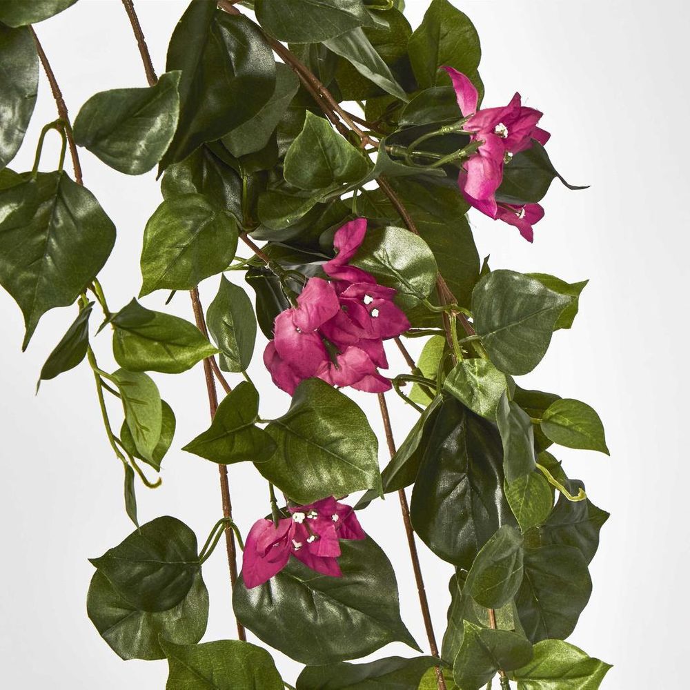 Bougainviilea Hanging Bush X 12