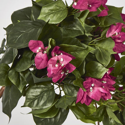 Bougainviilea Hanging Bush X 12