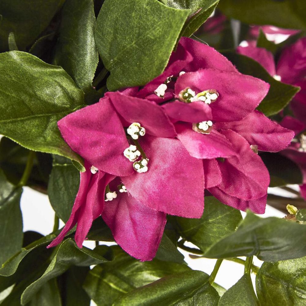 Bougainviilea Hanging Bush X 12