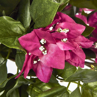 Bougainviilea Hanging Bush X 12