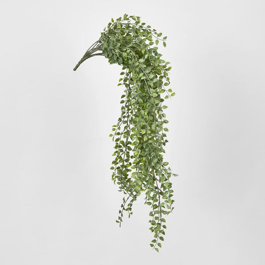 Hanging Boxwood Bush