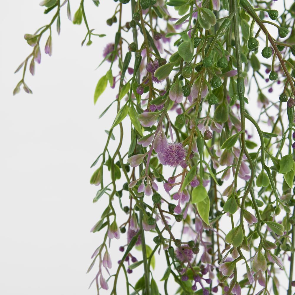 Boxwood Hanging Vine X 5 With Purple Berries