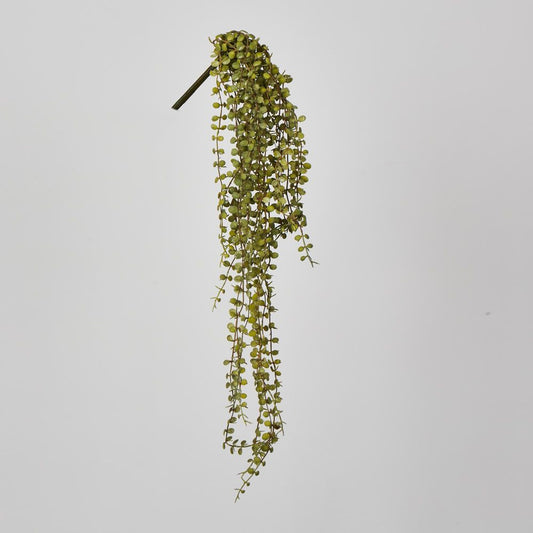 56Cm Button Fern Vine X 8 Pellaea Rotundifolia