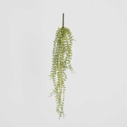 56Cm Button Fern Vine X 8 Pellaea Rotundifolia