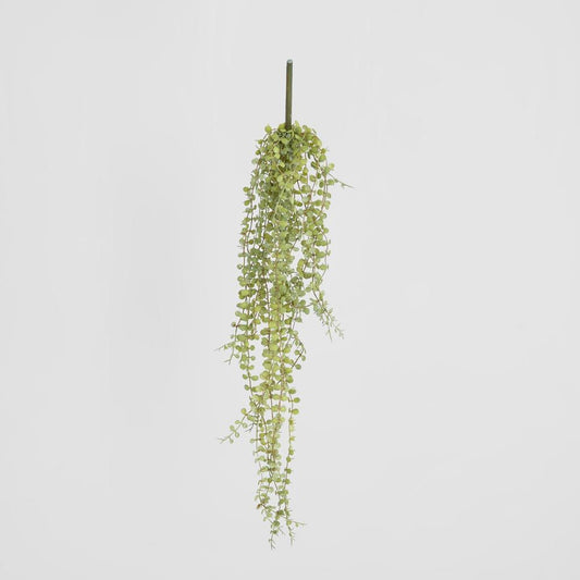 56Cm Button Fern Vine X 8 Pellaea Rotundifolia