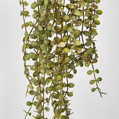 56Cm Button Fern Vine X 8 Pellaea Rotundifolia