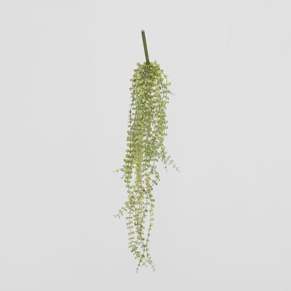 56Cm Button Fern Vine X 8 Pellaea Rotundifolia