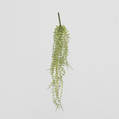 56Cm Button Fern Vine X 8 Pellaea Rotundifolia