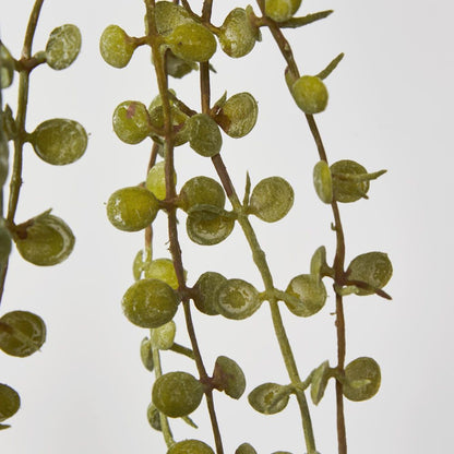 56Cm Button Fern Vine X 8 Pellaea Rotundifolia