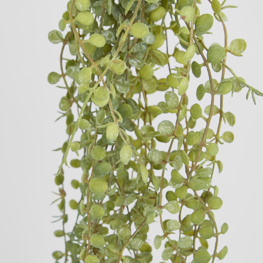 56Cm Button Fern Vine X 8 Pellaea Rotundifolia