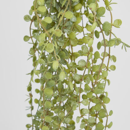 56Cm Button Fern Vine X 8 Pellaea Rotundifolia